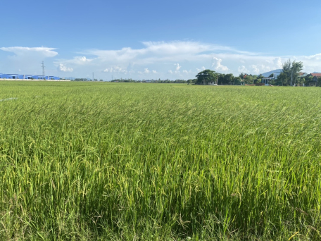 Thông báo về việc cung cấp giấy CN QSDĐ có mục đích là đất trồng lúa nhưng hiện trạng sử dụng không phải là đất trồng lúa